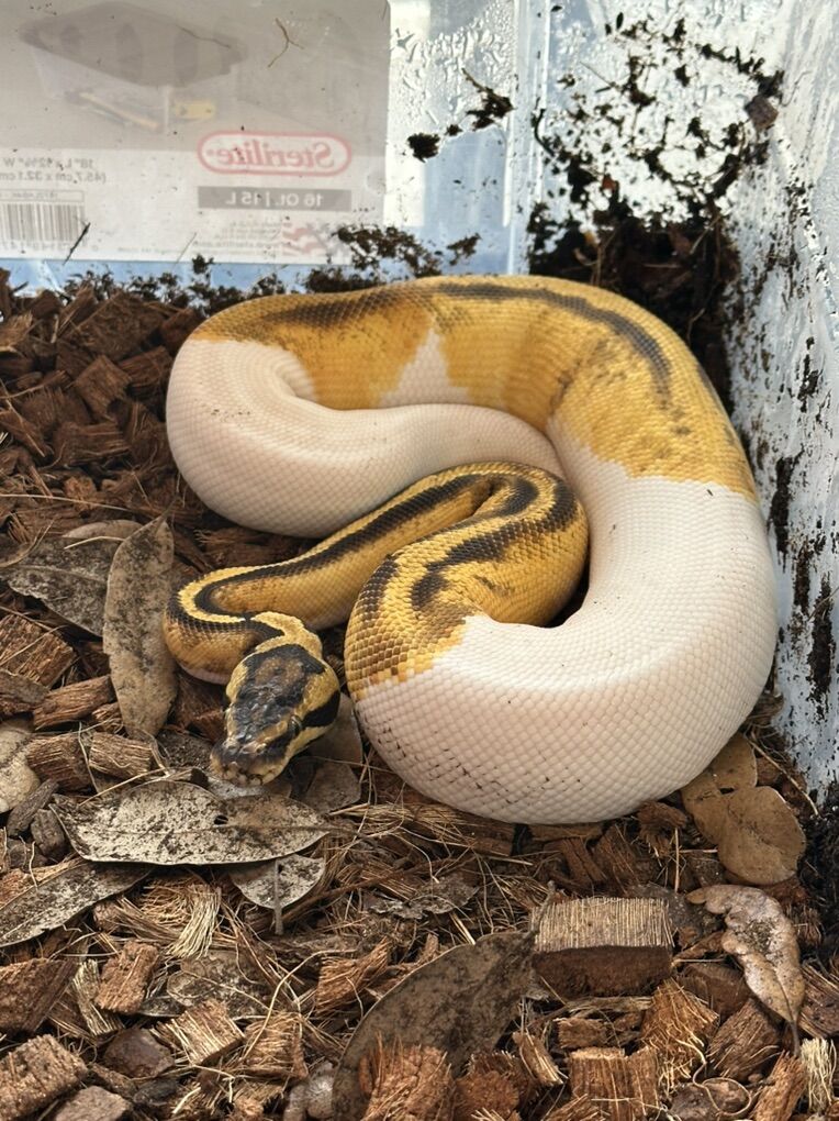 Male Enchi, Pastel, Het Axanthic, Het Desert Ghost