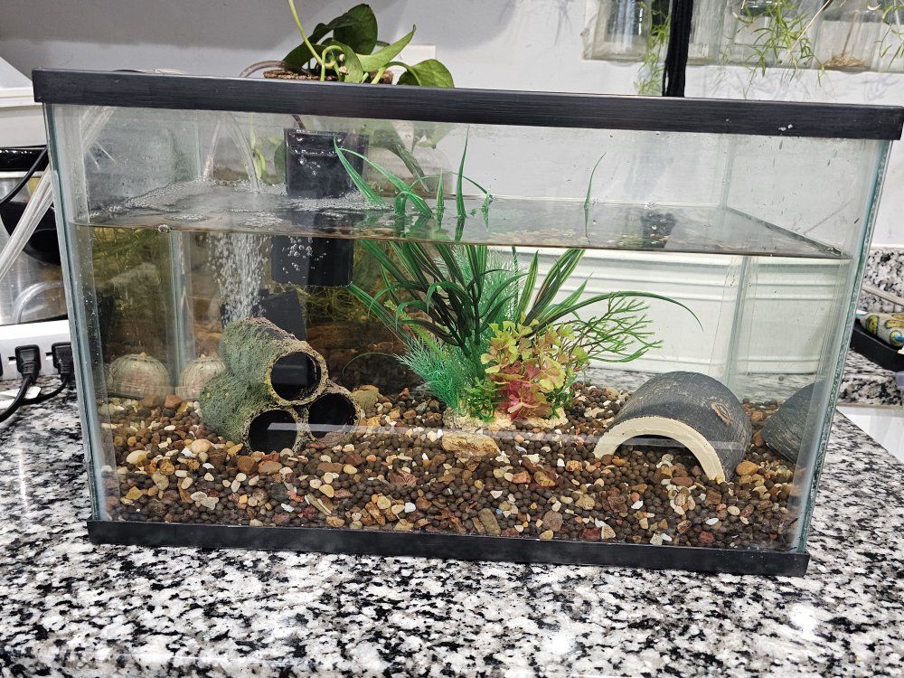 5 Gallon Aquarium with Frogs