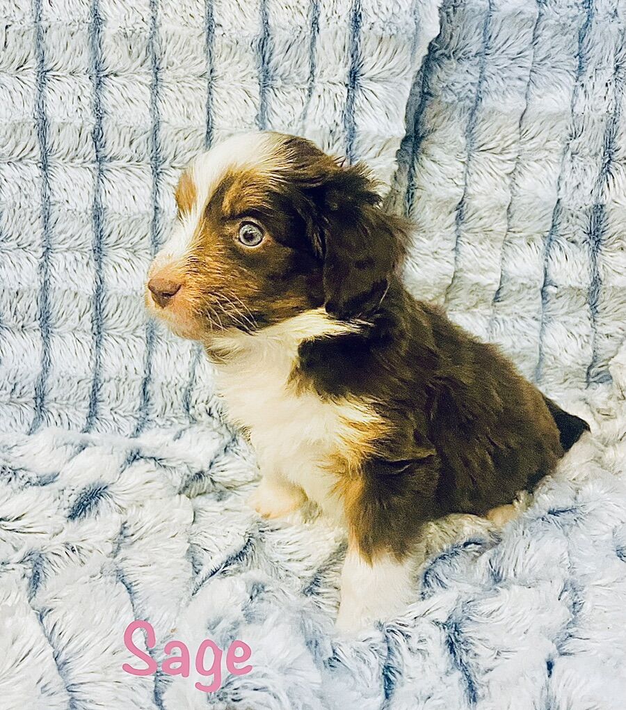 Mini F1B Aussiedoodle Puppies