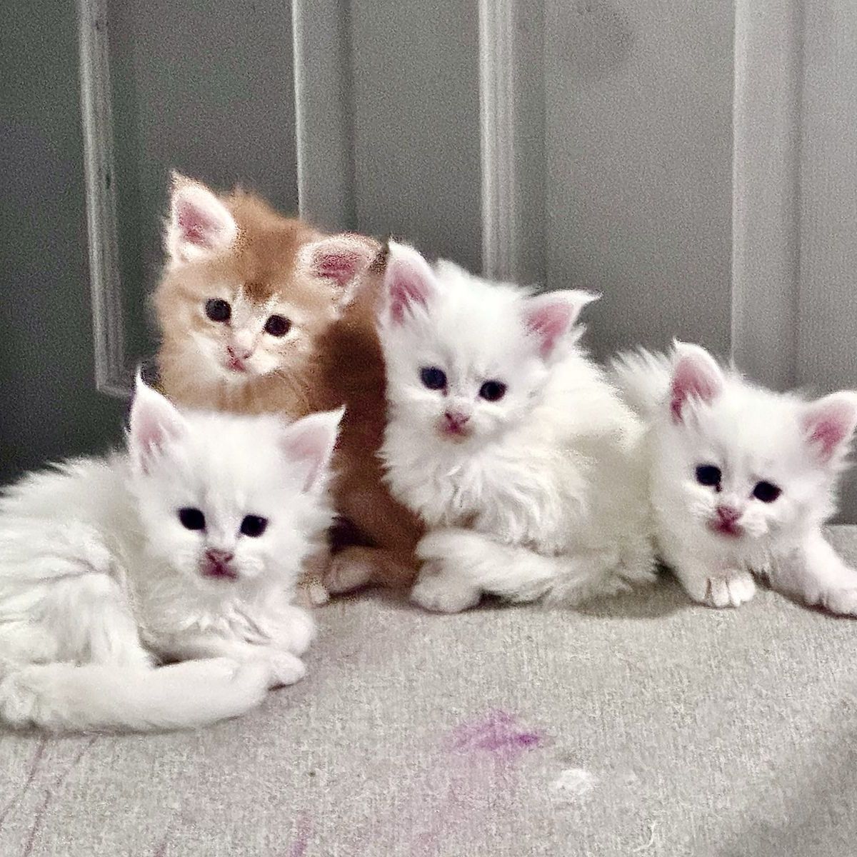 Elite Solid White TICA Registered European Maine Coon Kittens