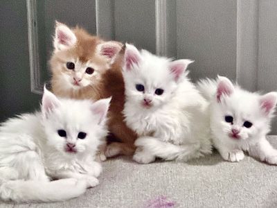 Elite Solid White TICA Registered European Maine Coon Kittens