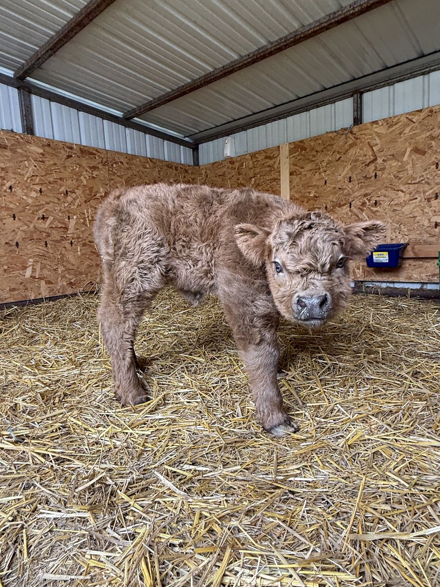 Mini Scottish Highland heifer calf