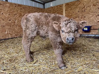 Mini Scottish Highland heifer calf