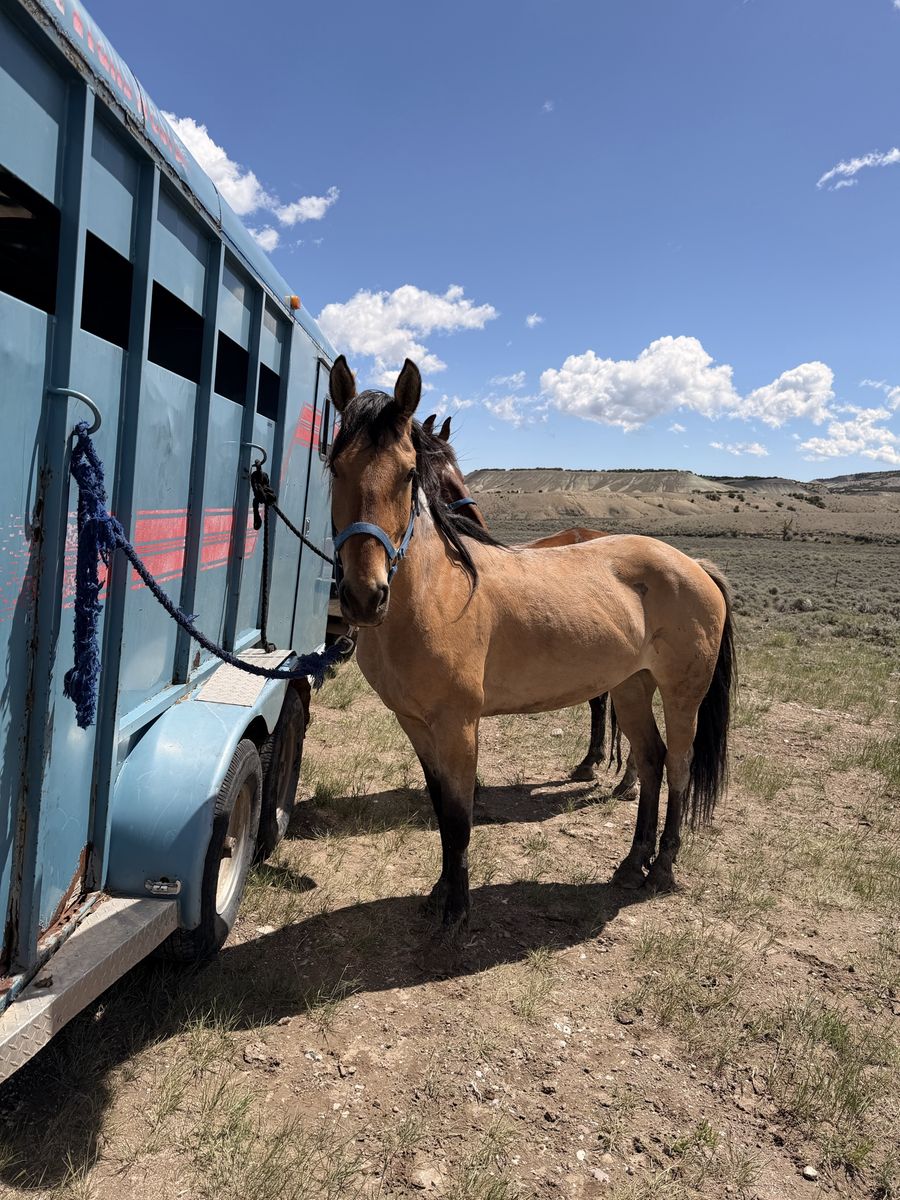 5 year old Mustang