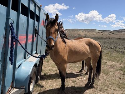 5 year old Mustang