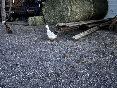 Fancy Duck