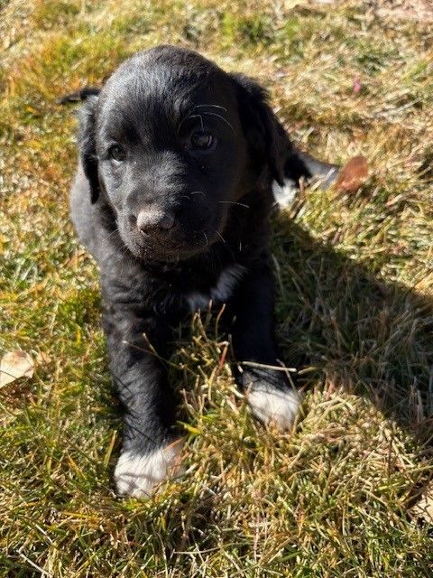 Golden Retriever / Australian Shepard puppies