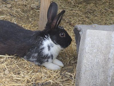 bunny
