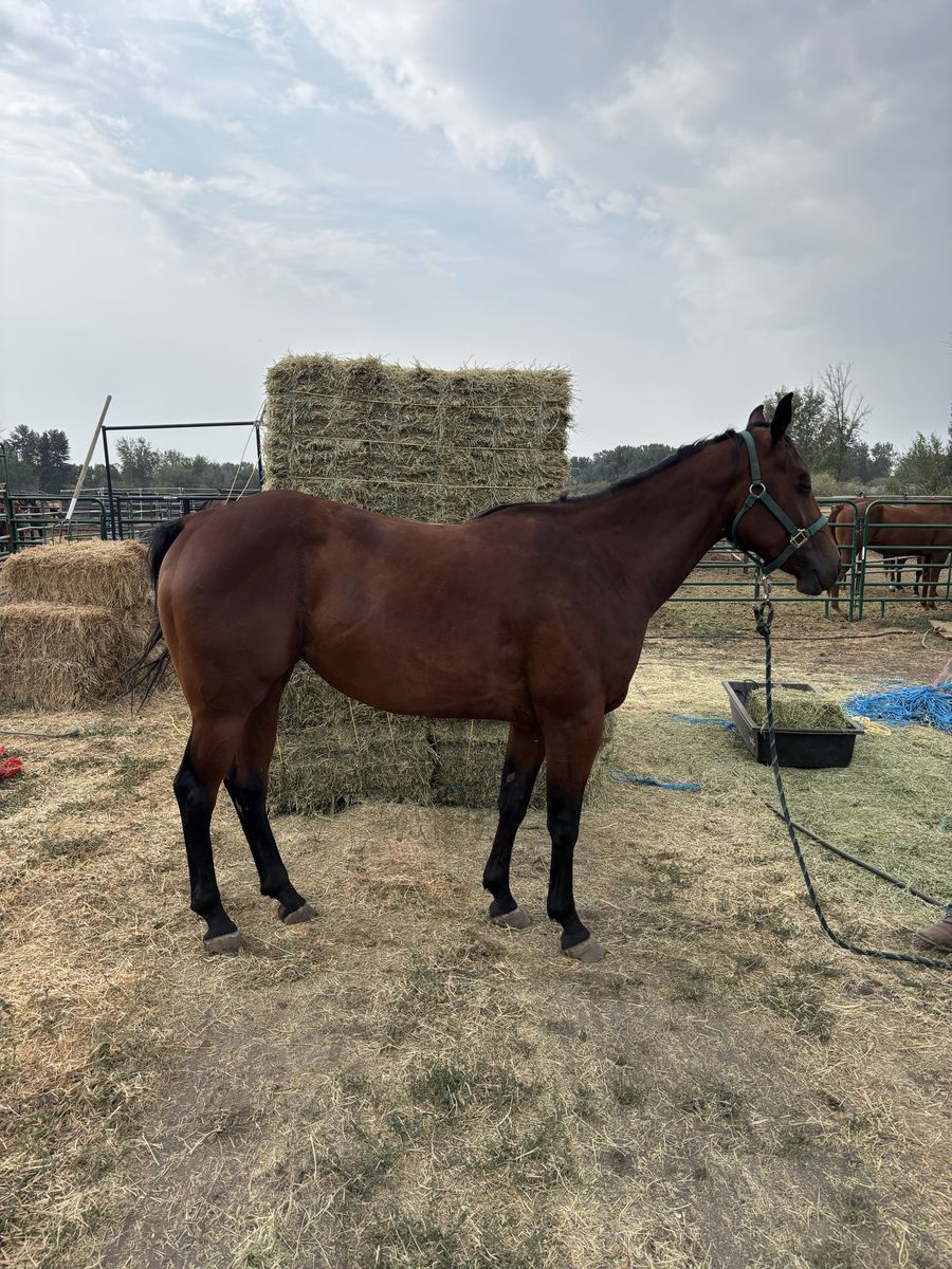 3 year old papered bay mare