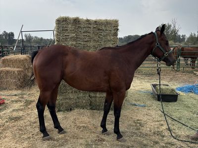 3 year old papered bay mare