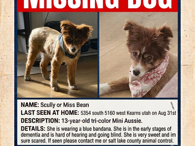 Missing dog