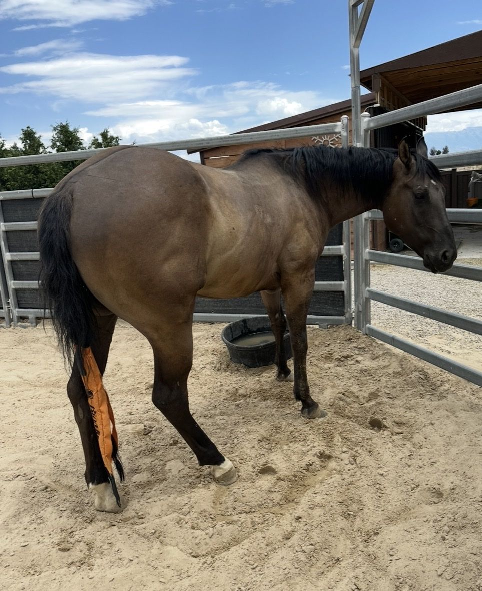 2020 AQHA Grullo Gelding