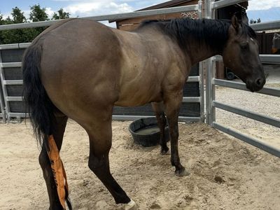 2020 AQHA Grullo Gelding