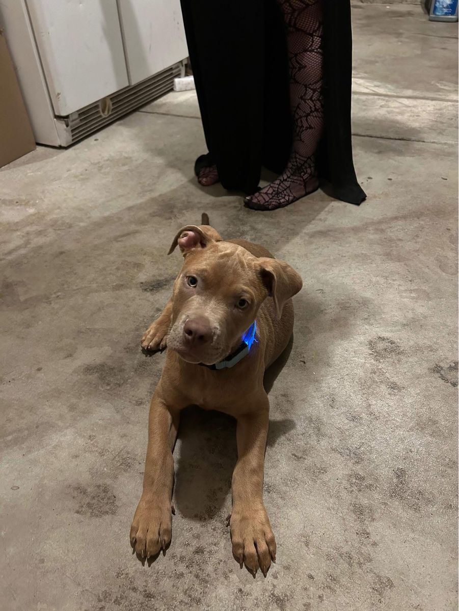 1 year old Cane Corso