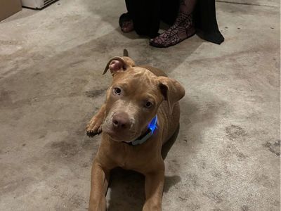1 year old Cane Corso