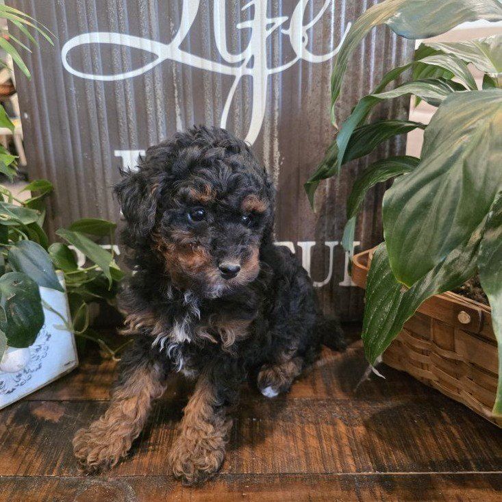 AKC Mini/Toy Poodle Bernedoodle Doodle