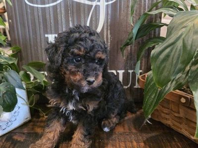 AKC Mini/Toy Poodle Bernedoodle Doodle