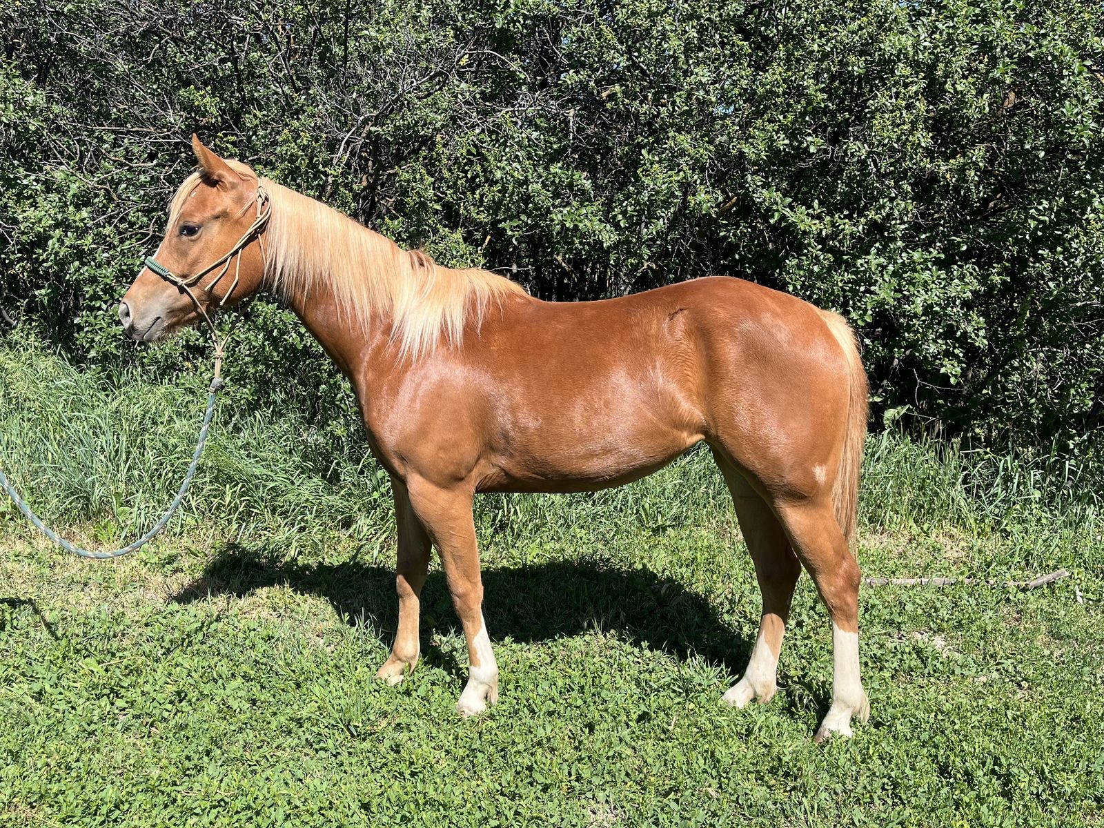 2024 Started Quarter Horse Filly