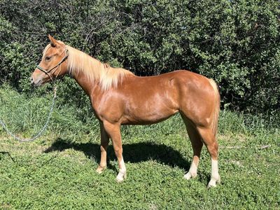 2024 Started Quarter Horse Filly