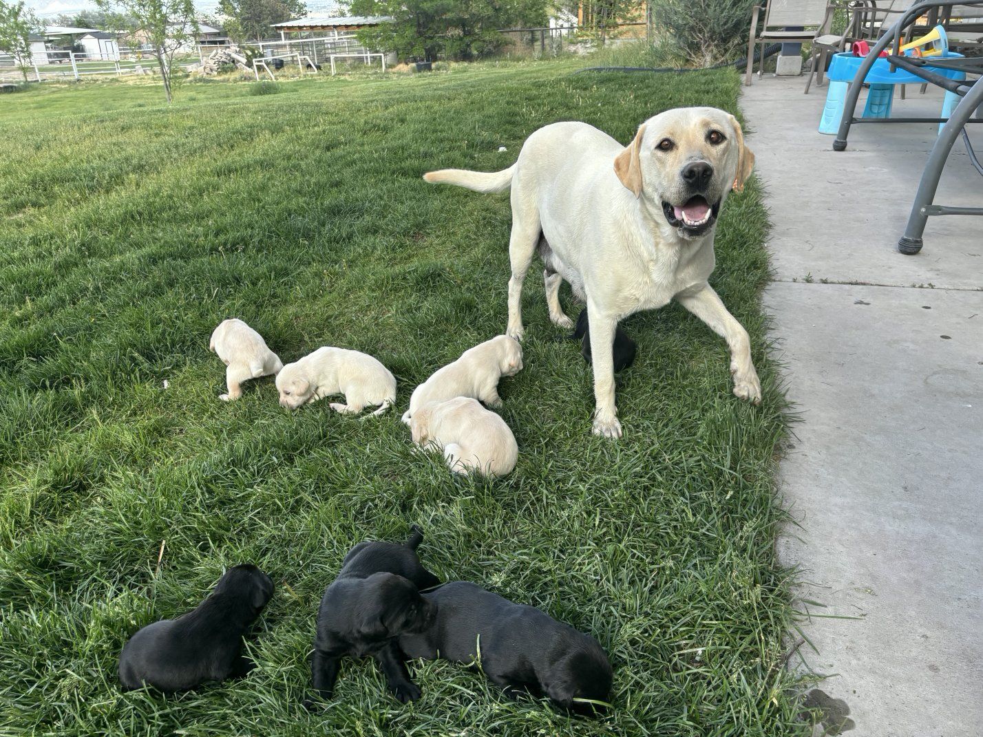 Lab puppies