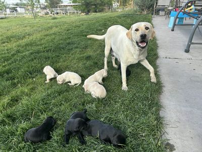 Lab puppies