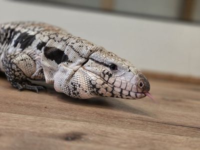 Argentine Blue/Pink Panther Tegu