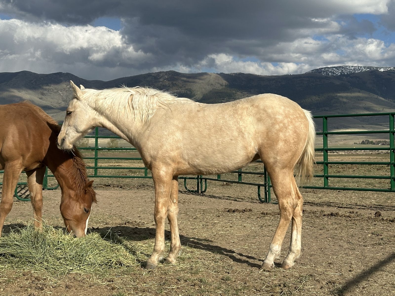 Nu Chex To Cash/Paddys Irish Whiskey