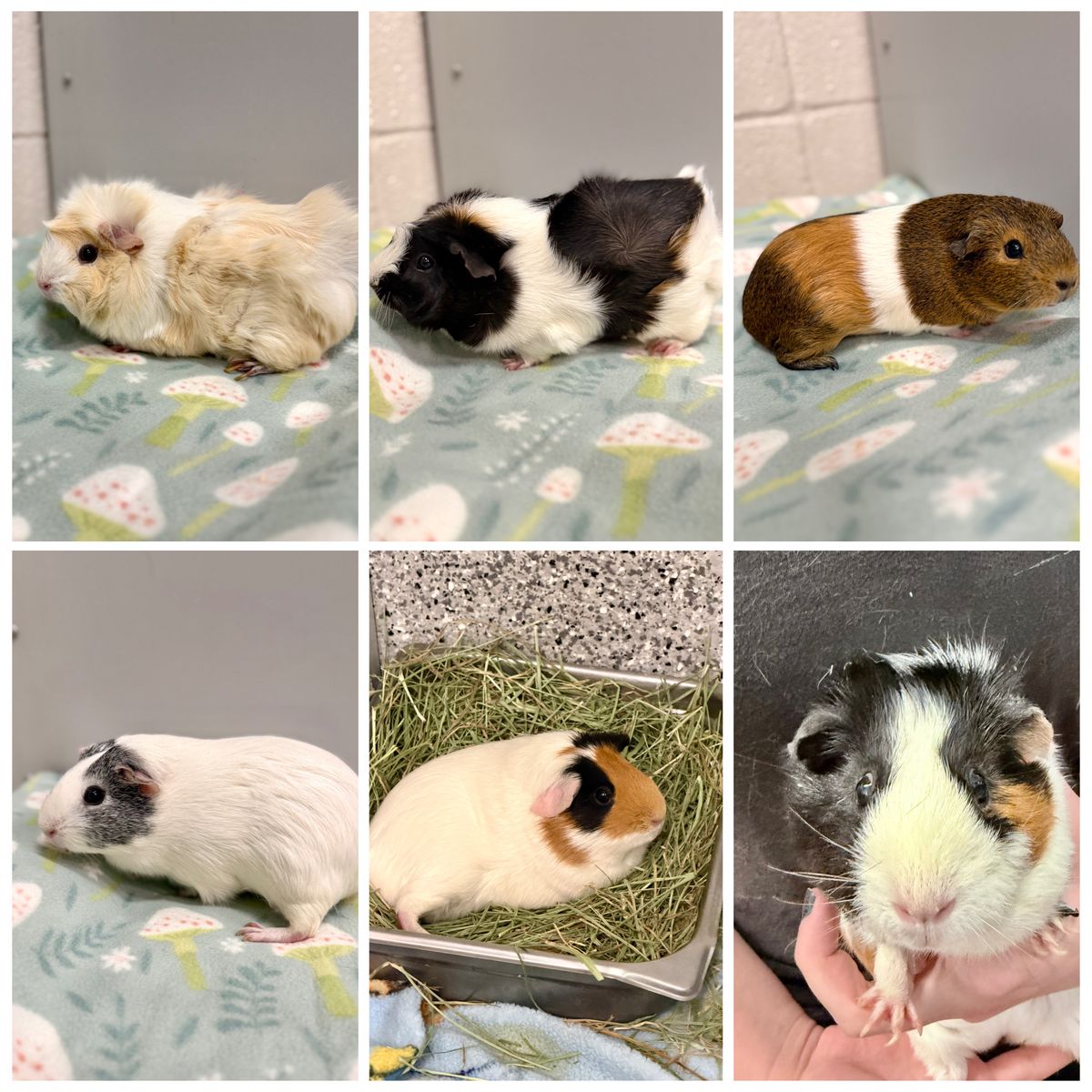 6 Female Guinea Pigs Available