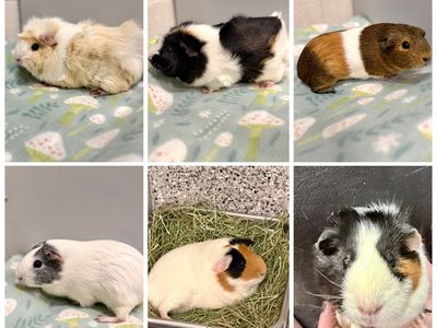 6 Female Guinea Pigs Available