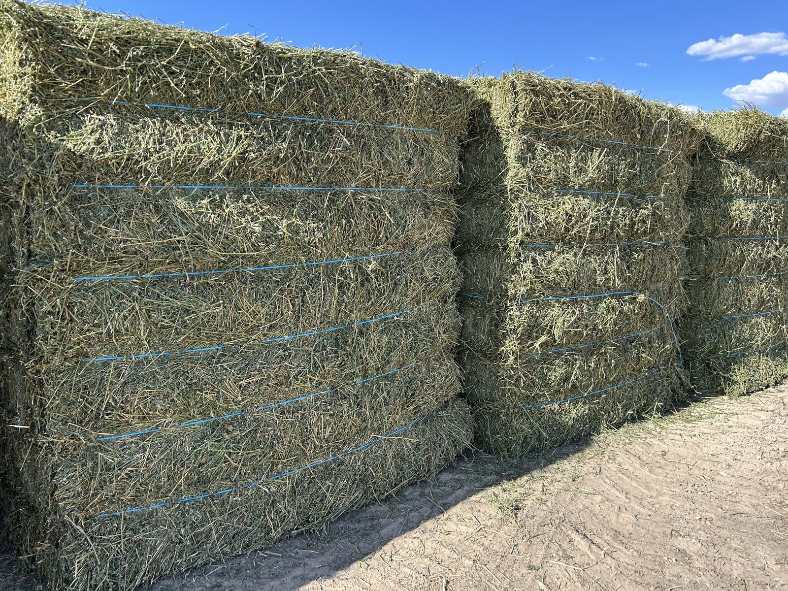 2nd Crop Alfalfa