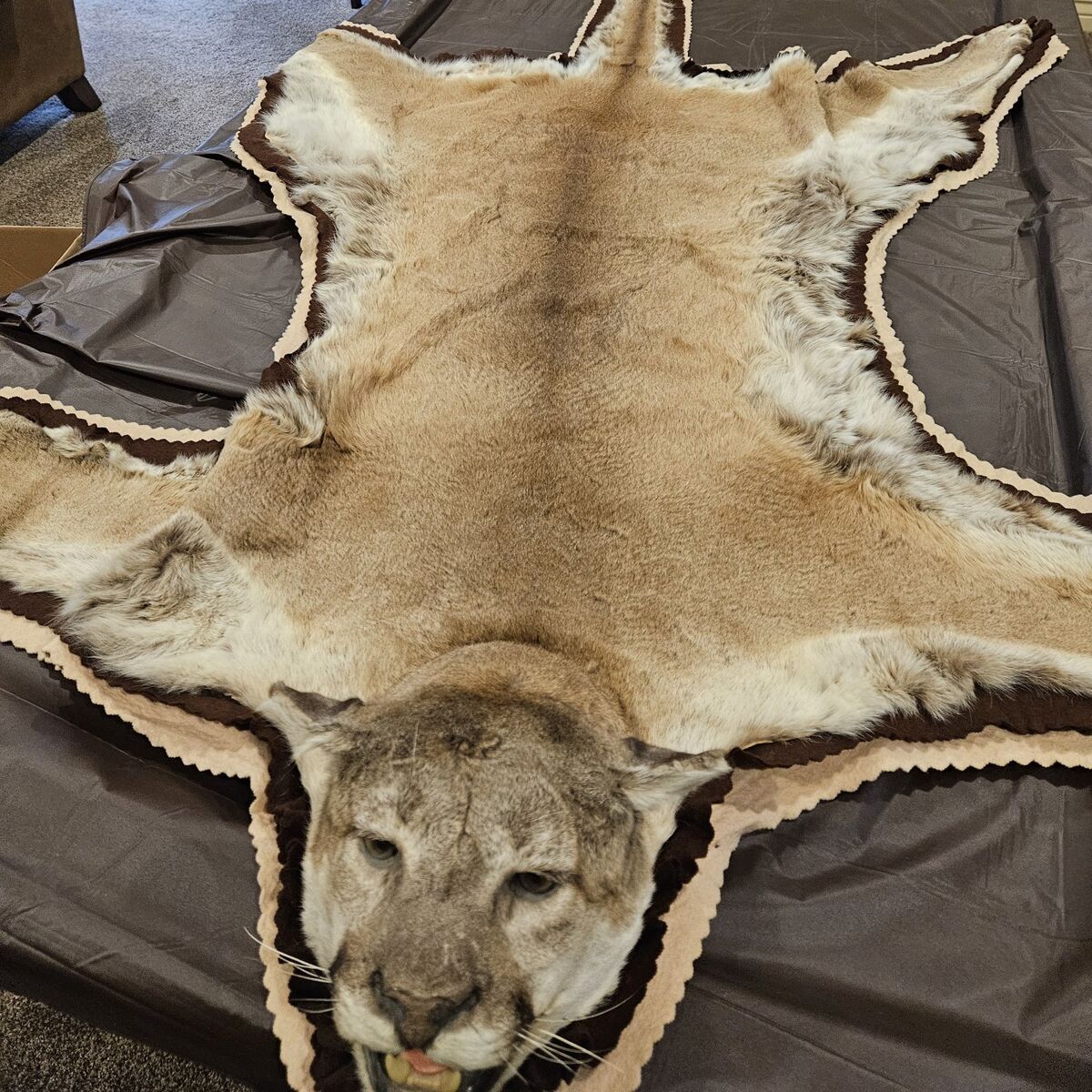 big mountain lion rug