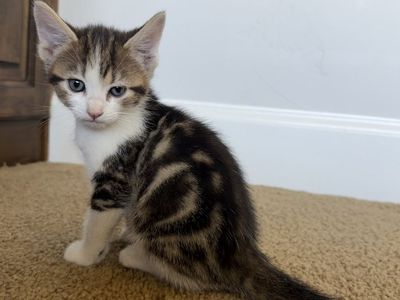Sweet Male Kittens Ready For Their New Home