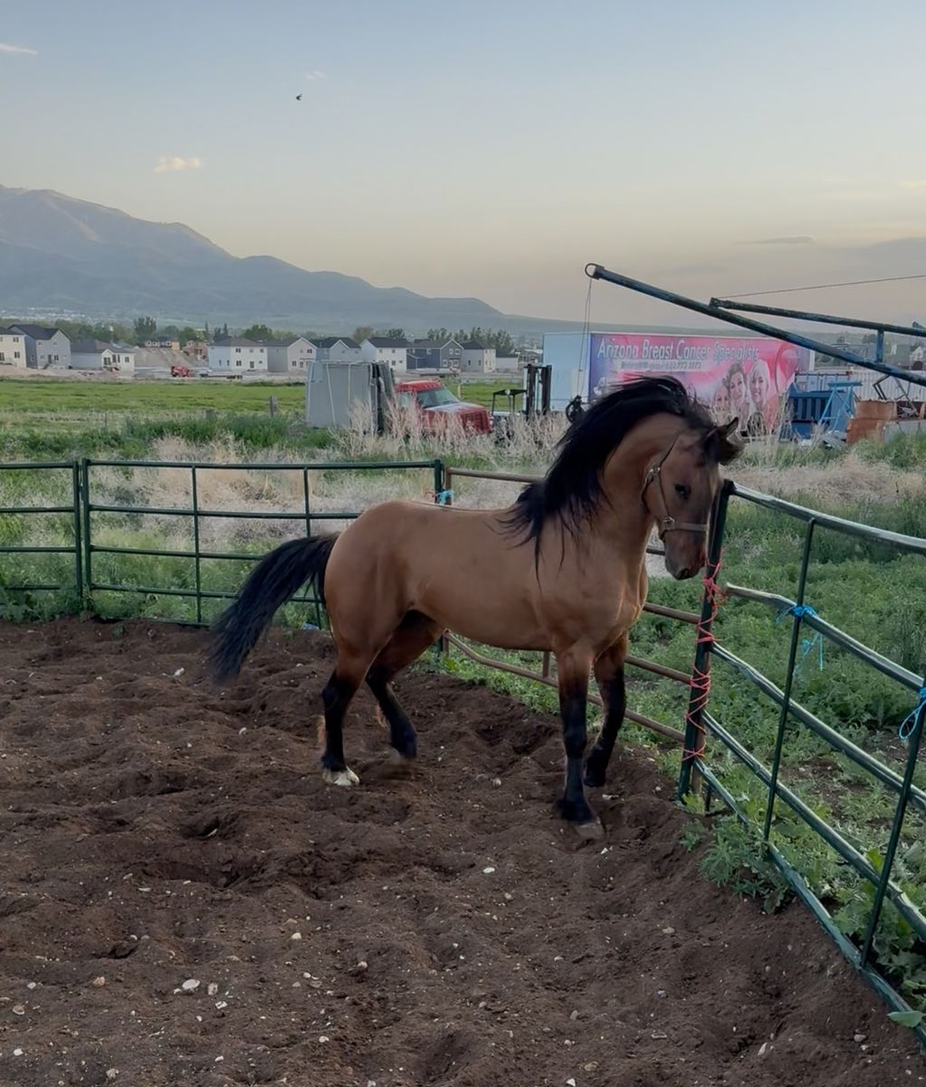 Beautiful Buckskin warlander blak line stallion for season cover