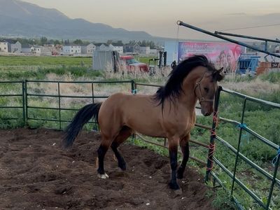 Beautiful Buckskin warlander blak line stallion for season cover