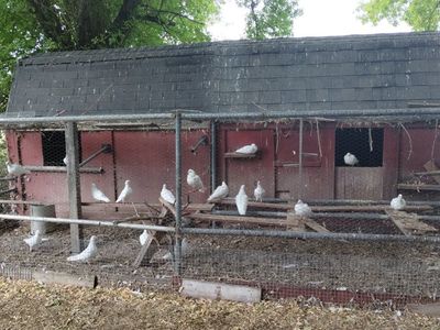 white Rock Dove homing pigeons