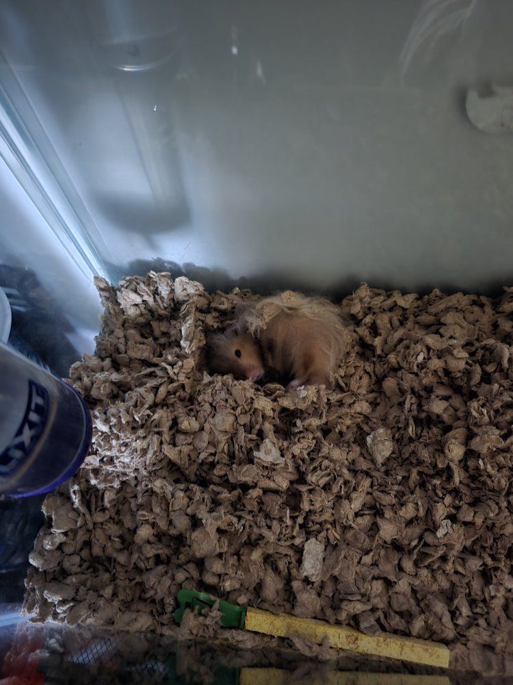 2 male hamsters