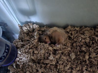 2 male hamsters