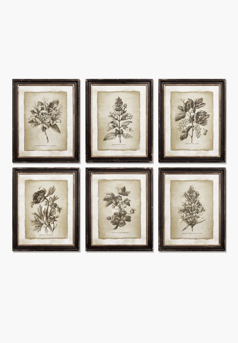 Napa Home & Garden Framed Vintage Floral Prints Set of 6