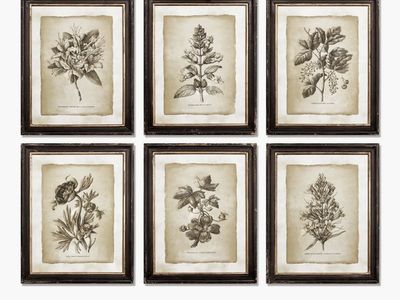 Napa Home & Garden Framed Vintage Floral Prints Set of 6