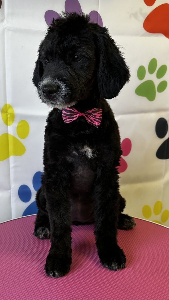 Lyla Roan Carrier Goldendoodle!