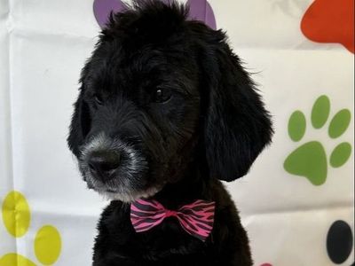 Lyla Roan Carrier Goldendoodle!