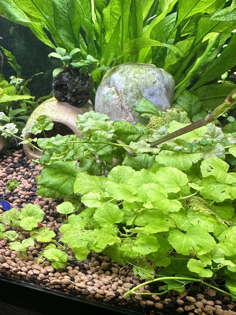 Cardamine lyrata/ Japanese Cress