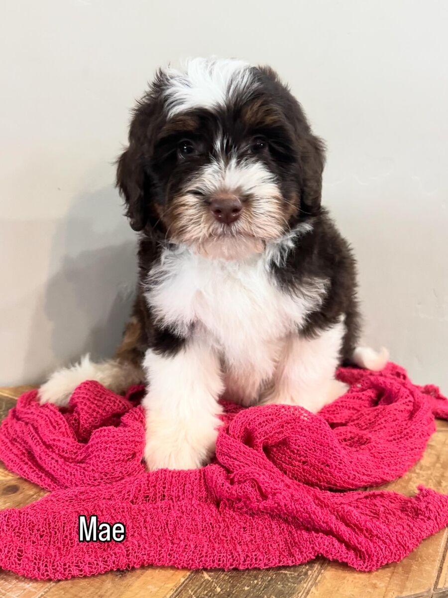 Micro Bernedoodles FF -/-