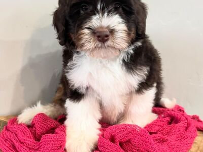 Micro Bernedoodles FF -/-