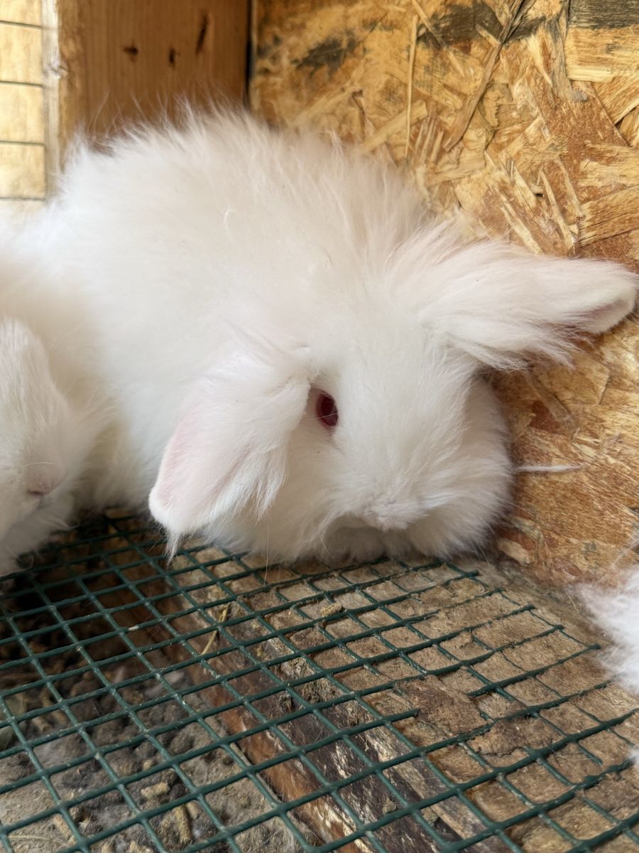 White Fluffy Bunnies