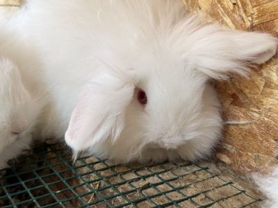 White Fluffy Bunnies