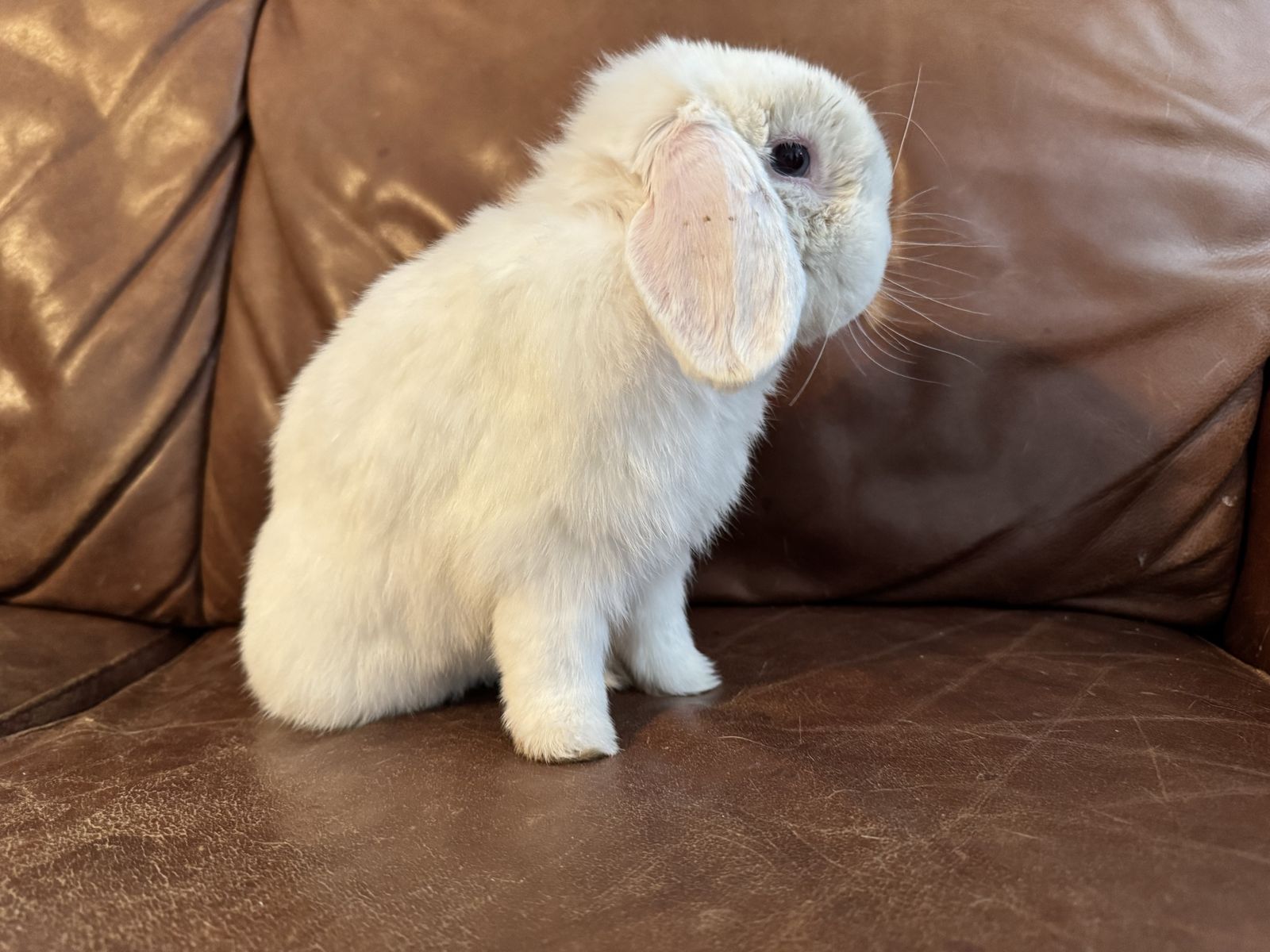 Free 6 month old Holland lop