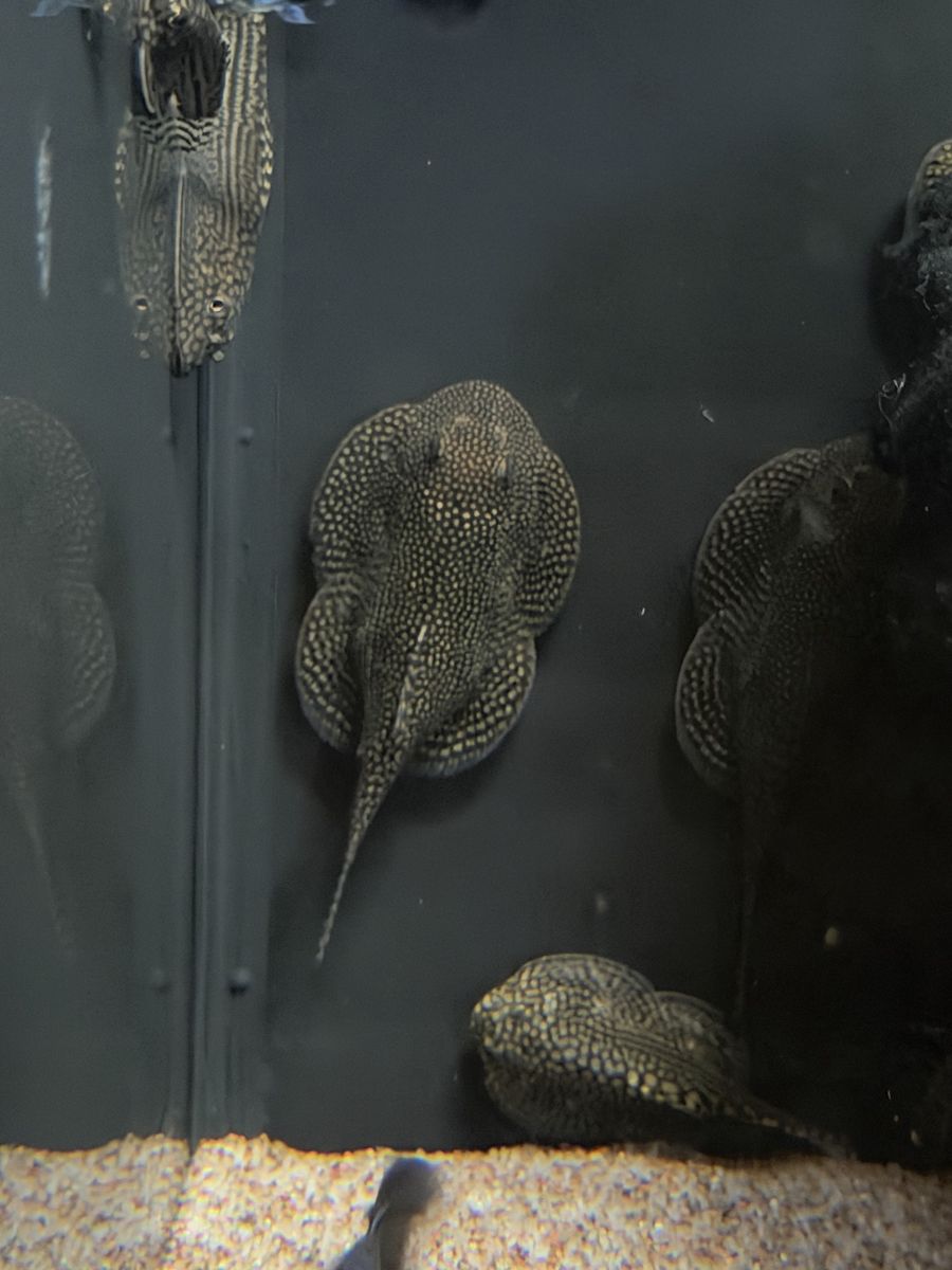 Hillstream loach