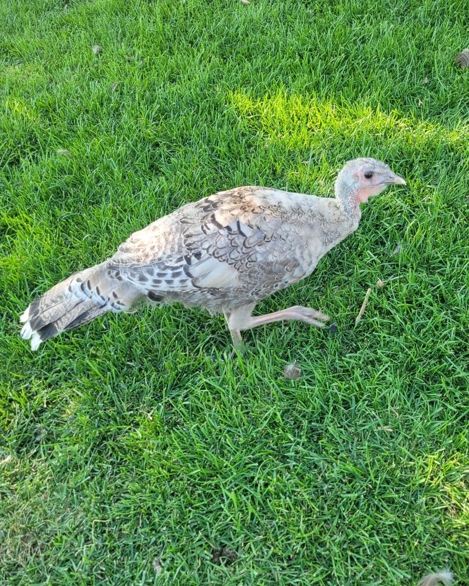 Young Narragansett Turkey Hens