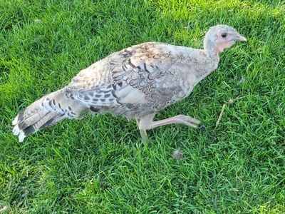 Young Narragansett Turkey Hens